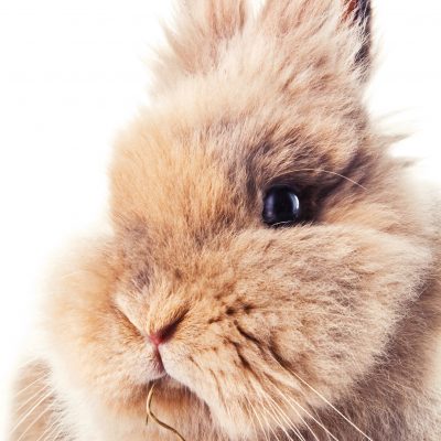 How to Treat Sore Hocks in Angora Rabbits