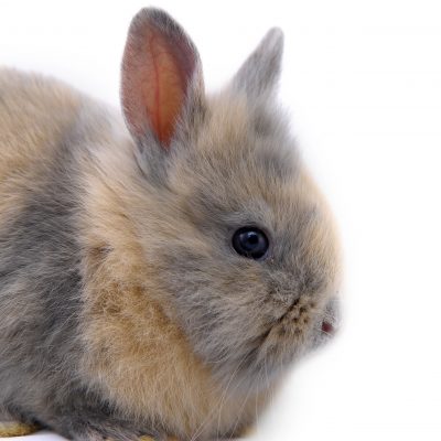5 Tips for Grooming Angora Rabbits, Even If They Have Mats