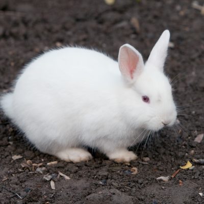 Angora Rabbits 101:  Bunny Colour Genetics Part 3, the Shaded Genes