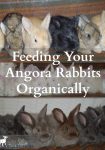 Angora rabbits have two functions on a small homestead. First, they produce luxurious wool which can be spun into yarn and woven or knitted into soft, warm garments. Secondly, they produce off-spring which can be sold as breeding rabbits to other people or used on the homestead for quality meat.