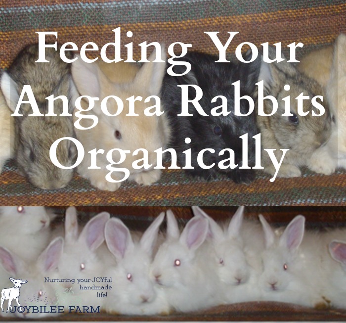 Angora rabbits have two functions on a small homestead. First, they produce luxurious wool which can be spun into yarn and woven or knitted into soft, warm garments. Secondly, they produce off-spring which can be sold as breeding rabbits to other people or used on the homestead for quality meat.