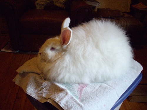 bunny colour genetics - Angora bunny