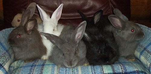 bunny colour genetics - Angora bunnies