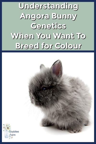 Angora Rabbits Genetics Understanding Angora Bunny Genetics When You Want To Breed for Colour ...