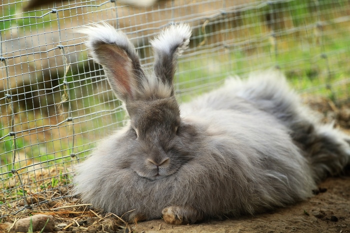 angora rabbit