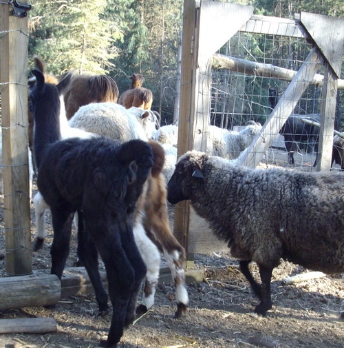 Bedtime in the barnyard