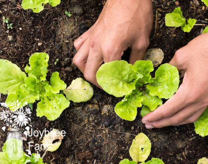 hand transplanting lettuce - Lettuce is one of your allies for winter vegetables, and is also great for early spring, container growing, and indoor growing