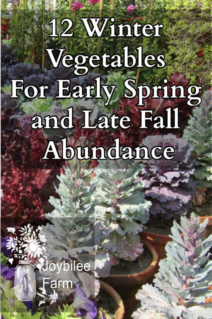 lettuce and decorative kale in pots, these are good winter vegetables you can grow in spring and fall to extend your growing season and have an abundance of fresh veggies