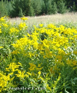 Goldenrod 