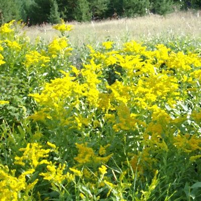 Goldenrod for Natural Health