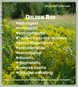 Goldenrod