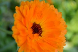 calendula flower