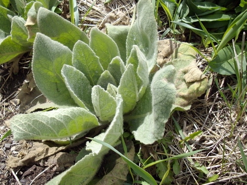 1st year rosette