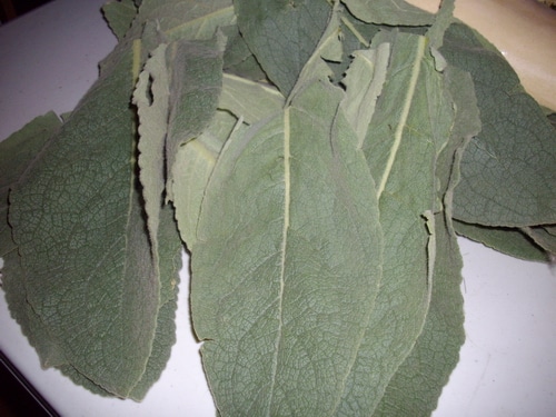 Mullein leaves for tea