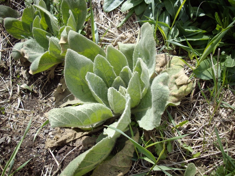 natural dyes - mullein