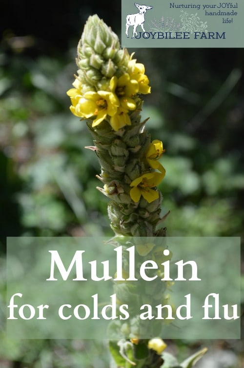 Mullein (Verbascum thapsus) is a medicinal plant of fields and waste places. Its easy to recognize by its soft, fuzzy leaves, and tall flower spike. This medicinal plant is a biennial and grows a soft rosette of succulent, fuzzy leaves in its first year. In its second year, or sometimes during Indian summer, after a cold snap, the low growing Mullein rosette will begin to differentiate into a flower stock. The Mullein flowers form a tall spike, covered in individual yellow flowers that open one at a time over a month or so in mid to late summer. Mullein is an easily identifiable medicinal plant.