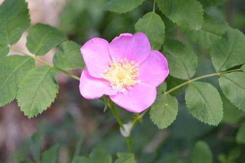 rose bloom