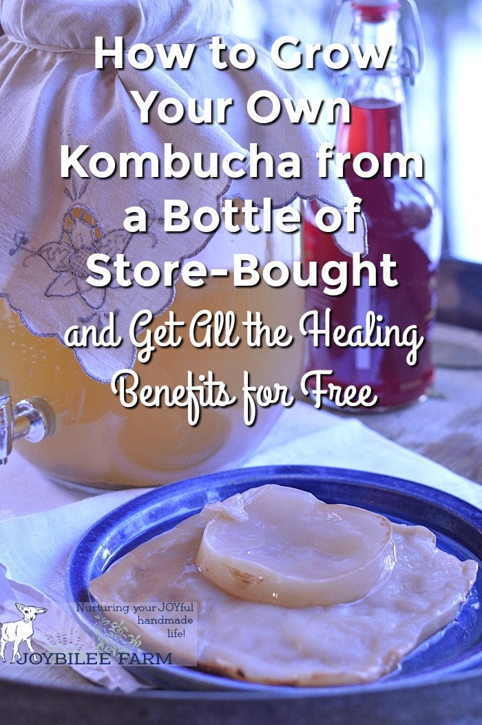 brewing kombucha with a scoby on a plate in the foreground.