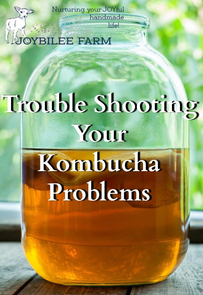 A glass jar with Kombucha and a scoby inside