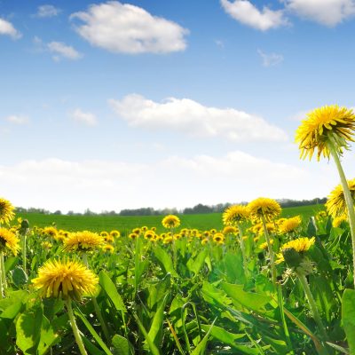 4 Quick and Easy Herbal Remedies from Spring Buds