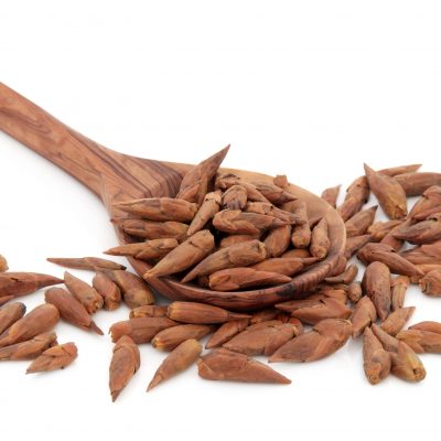 Harvesting Balm of Gilead for Pain and Inflammation