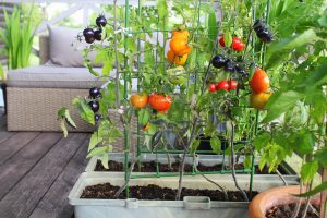 Container gardening
