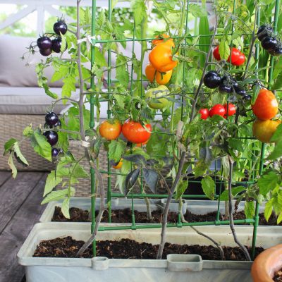 7 Tips for Growing a Successful Vegetable Patch in your Back Yard
