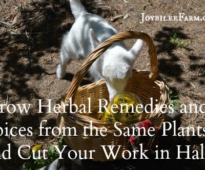 10 Herbal Remedies that are also Culinary Herbs