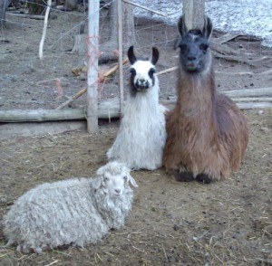 Kick the predators off your homestead with livestock guardians