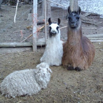 Kick the predators off your homestead with livestock guardians
