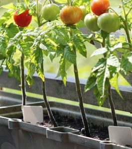 tomatoes growing in a planter on a balcony