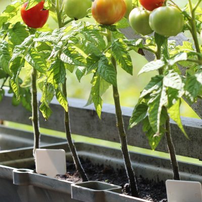 Container Gardening in the North