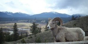 Big Horn Sheep