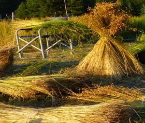 Clothing Yourself with Nature's Clothing - the Big 4 Natural Fibers