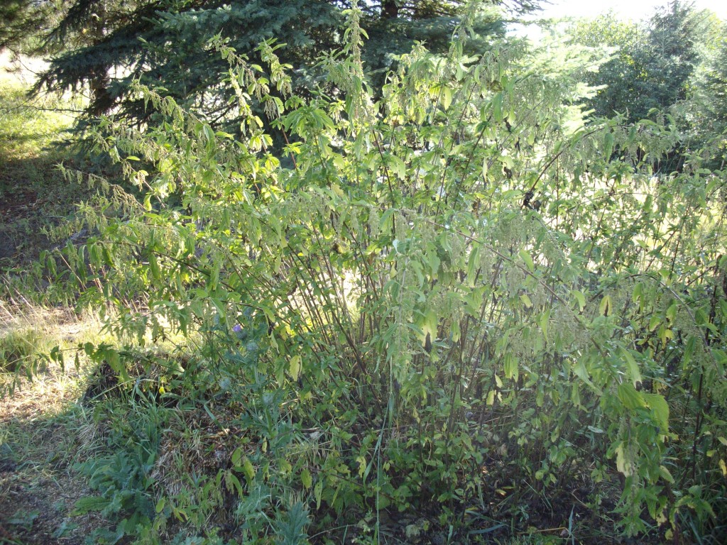 harvesting nettles for fibre