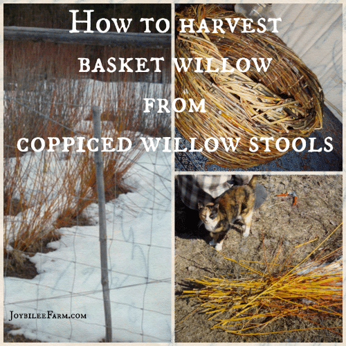 photo collage of basket willows from copppiced willow stools