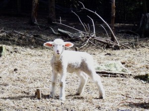 Lamb 1 week old