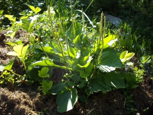 Plantain
