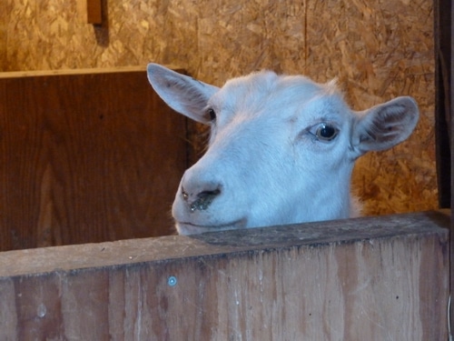 3 tips for fighting the resistance and winning homestead abundance