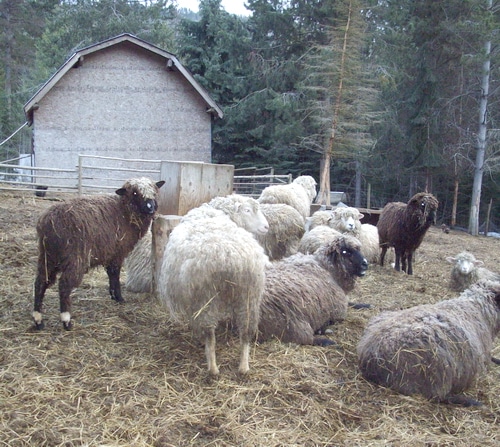 Sheep
