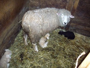 Triplet lambs
