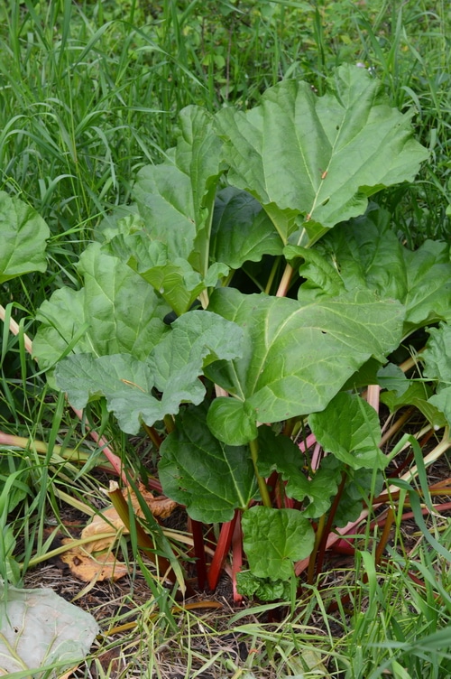 Rhubarb is a hardy perennial that will grow in the most difficult circumstances. It doesn’t mind frost. It is one of the first plants to show signs of life in the spring. It will often already be growing when the snow melts.