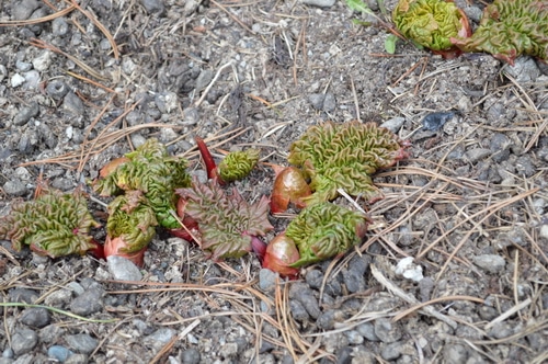 Rhubarb is a hardy perennial that will grow in the most difficult circumstances. It doesn’t mind frost. It is one of the first plants to show signs of life in the spring. It will often already be growing when the snow melts.