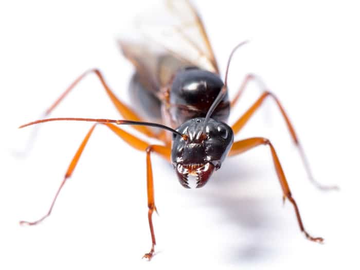 My Effective Step by Step Plan for dealing with carpenter ants in your home