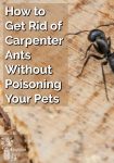 A carpenter ant on wood