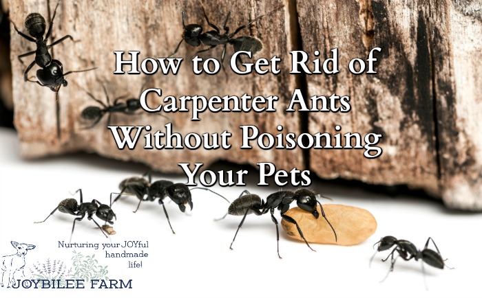 My Effective Step by Step Plan for dealing with carpenter ants in your home