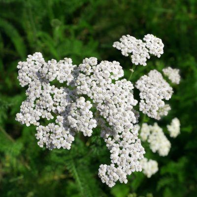 Yarrow Herbal Remedy