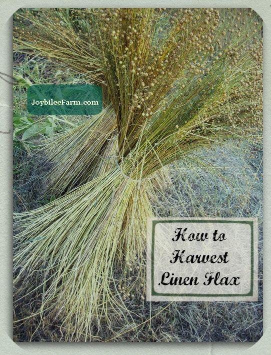 How to Harvest Linen