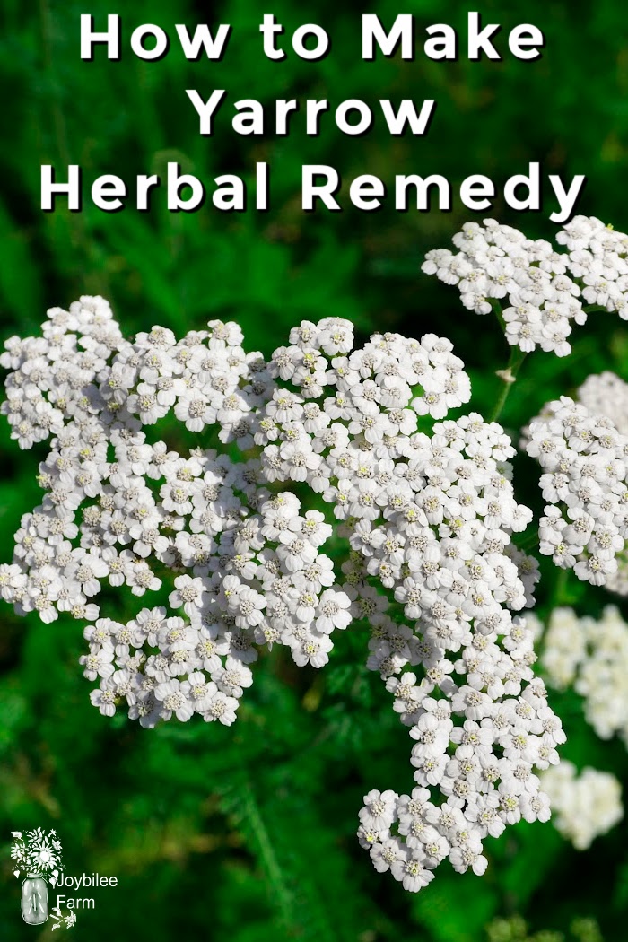 yarrow