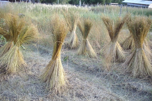 How to harvest linen flax